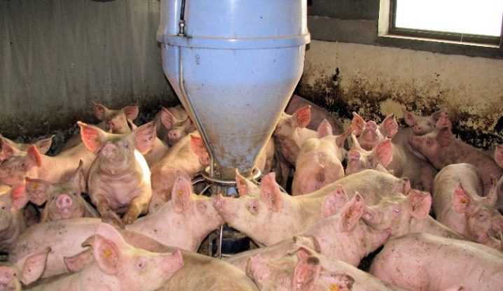 Комбикорм для свиней: состав, виды, производство в домашних условиях