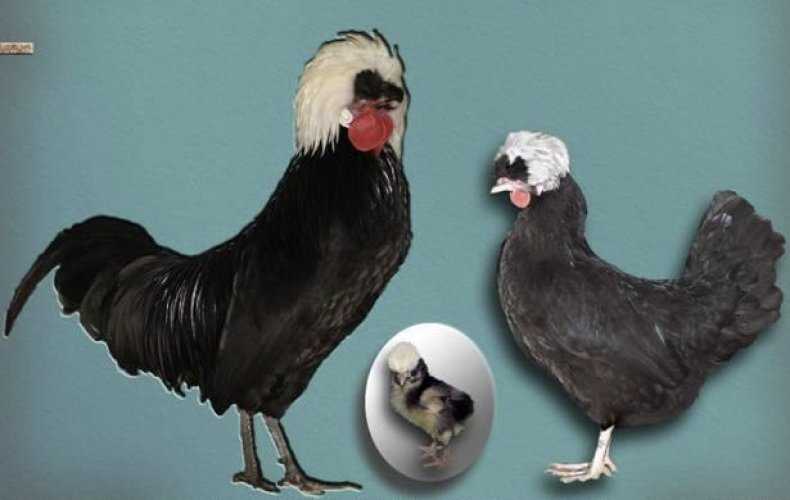 Бресс-гальская порода кур: описание и содержание
