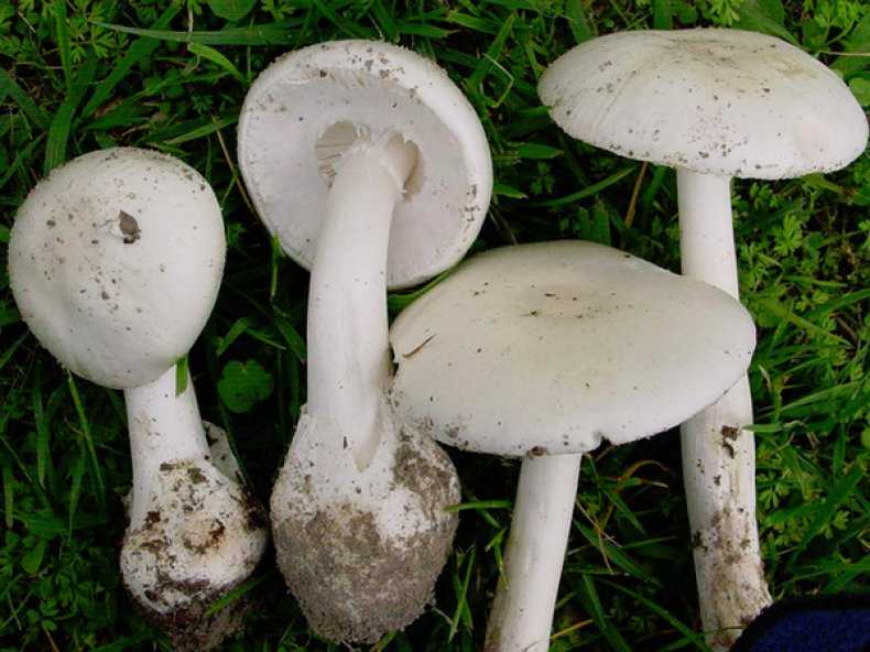 Глава 3 характеристика мест произрастания грибов