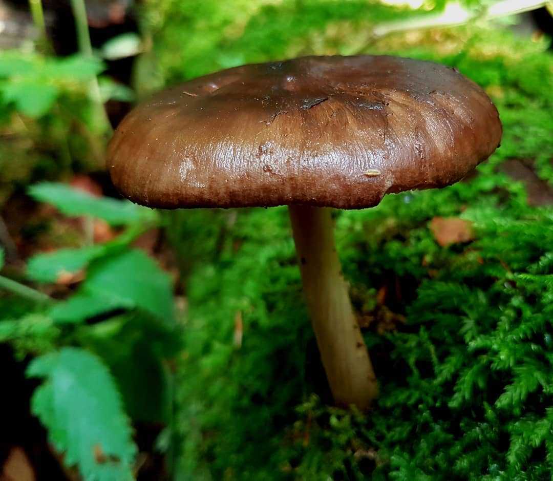 Плютей благородный (pluteus petasatus) –  грибы сибири