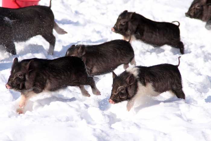 Содержание свиней зимой на улице