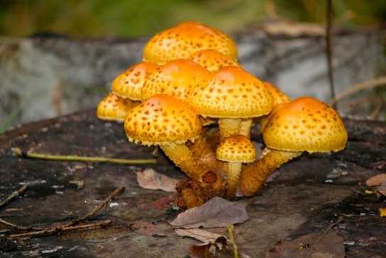 Королевские опята: фото и описание гриба, ложные и съедобные двойники