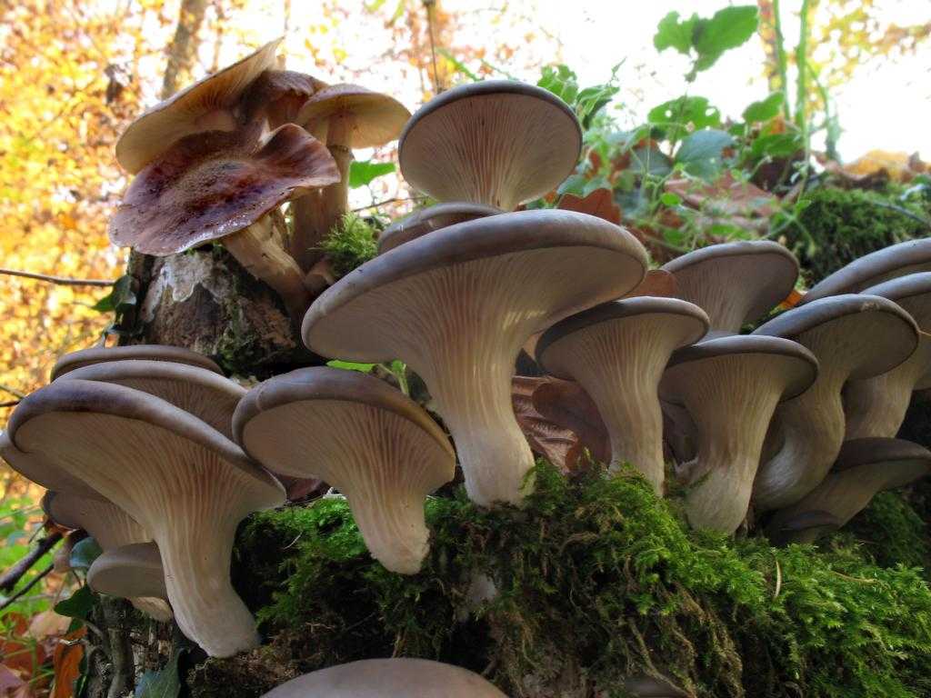 Как и где растут вешенки грибы: на каких деревьях и в каких условиях