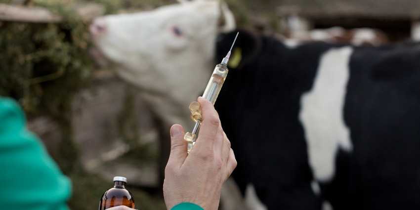 Гипофункция яичников у коров: причины, симптомы и лечение