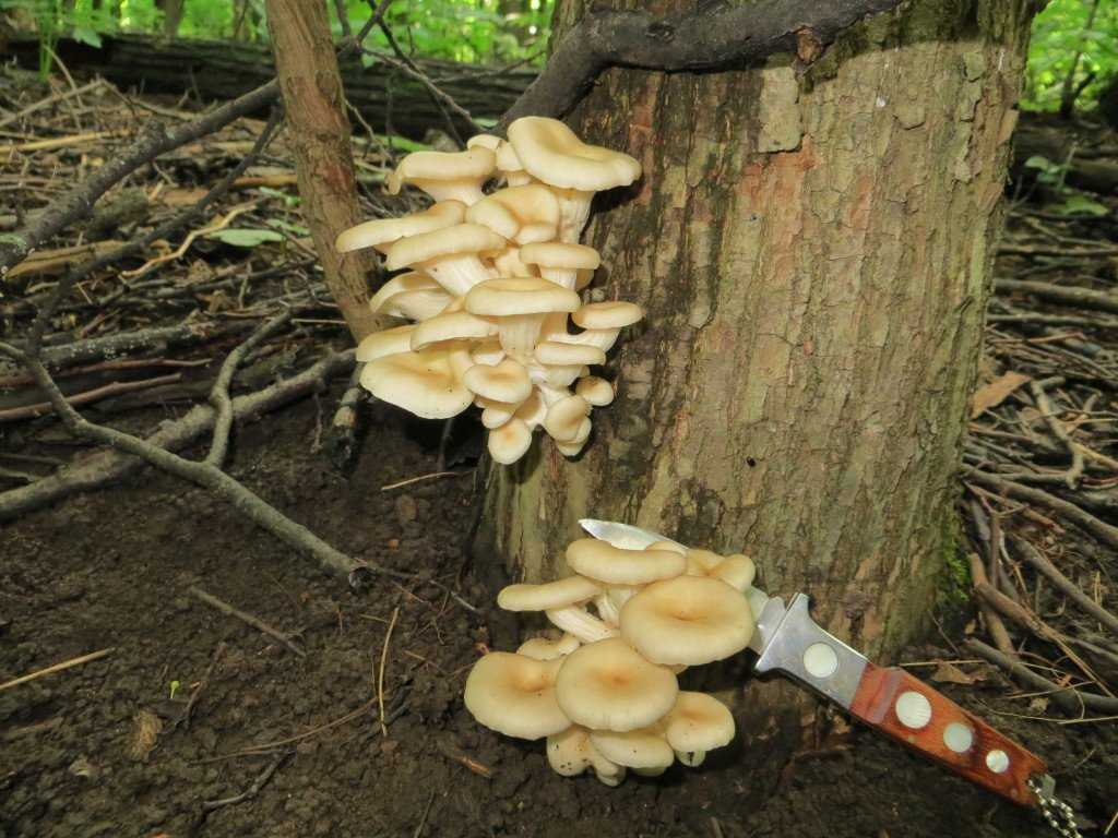 Гриб печеночница обыкновенная: несъедобные грибы википедия, фото