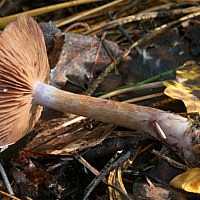 Фиолетовый паутинник: что это за гриб, описание вида. С какими грибами можно перепутать, можно ли его есть и какие существуют рецепты.