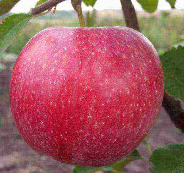 Яблоки «анис»: описание и фото свердловского, алого, полосатого и других сортов, особенности выращивания, посадки и прочие нюансы