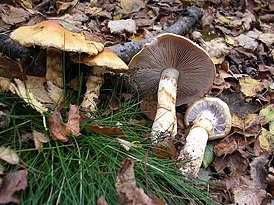 Паутинник превосходный (cortinarius praestans): фото, описание и рецепты приготовления гриба