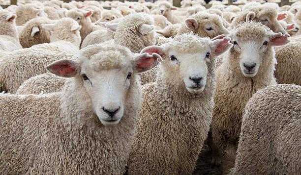 Забавные и пушистые куйбышевские овцы