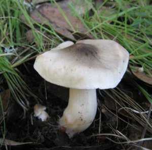 Как отличить съедобные грибы от несъедобных и определить по фото, как выглядят ядовитые и ложные виды
