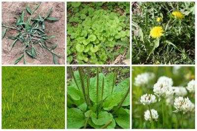Виды сорняков на садовом участке: описания сорной травы. список сорных растений с фотографиями