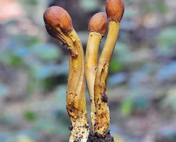 Кордицепс военный – гриб-хищник с лечебными свойствами
