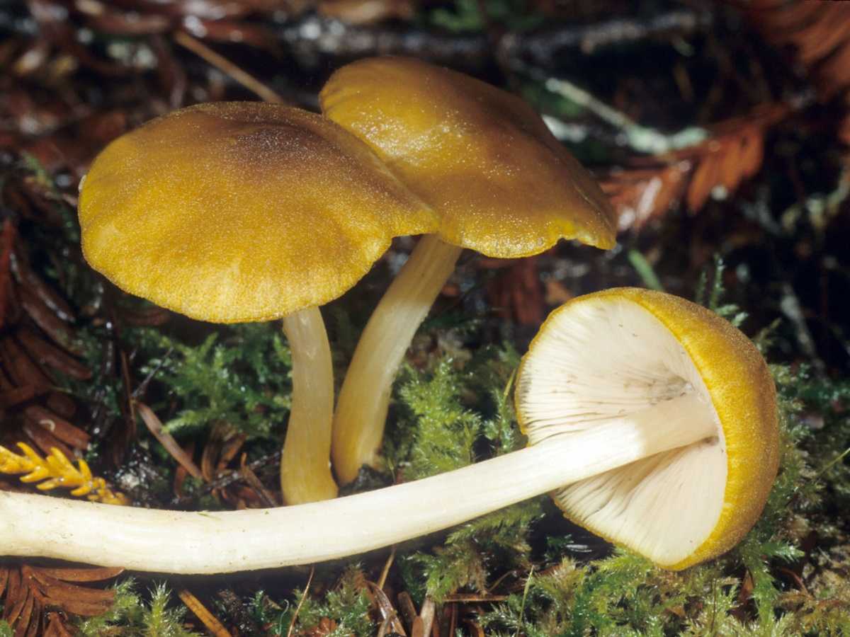 Плютей львино-желтый, описание яркого гриба