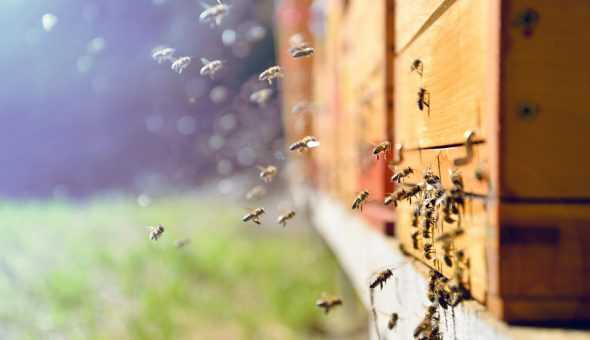 Сахарный сироп для пчел: как кормить, как готовить, рецепты