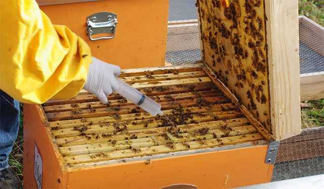 Окситетрациклин для пчел: инструкция по применению, как разводить, как давать - агрономия