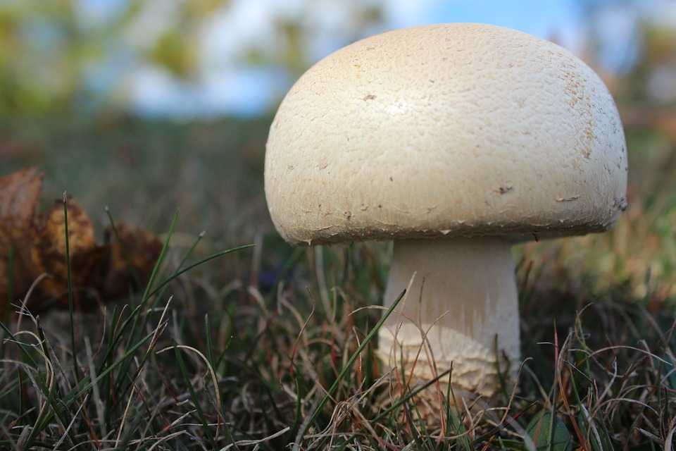 Через сколько дней после дождя будут грибы