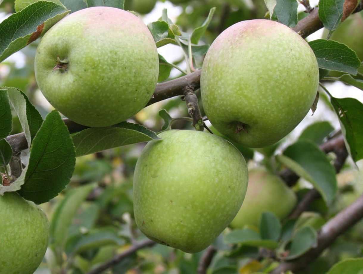 Характеристика яблони россошанская