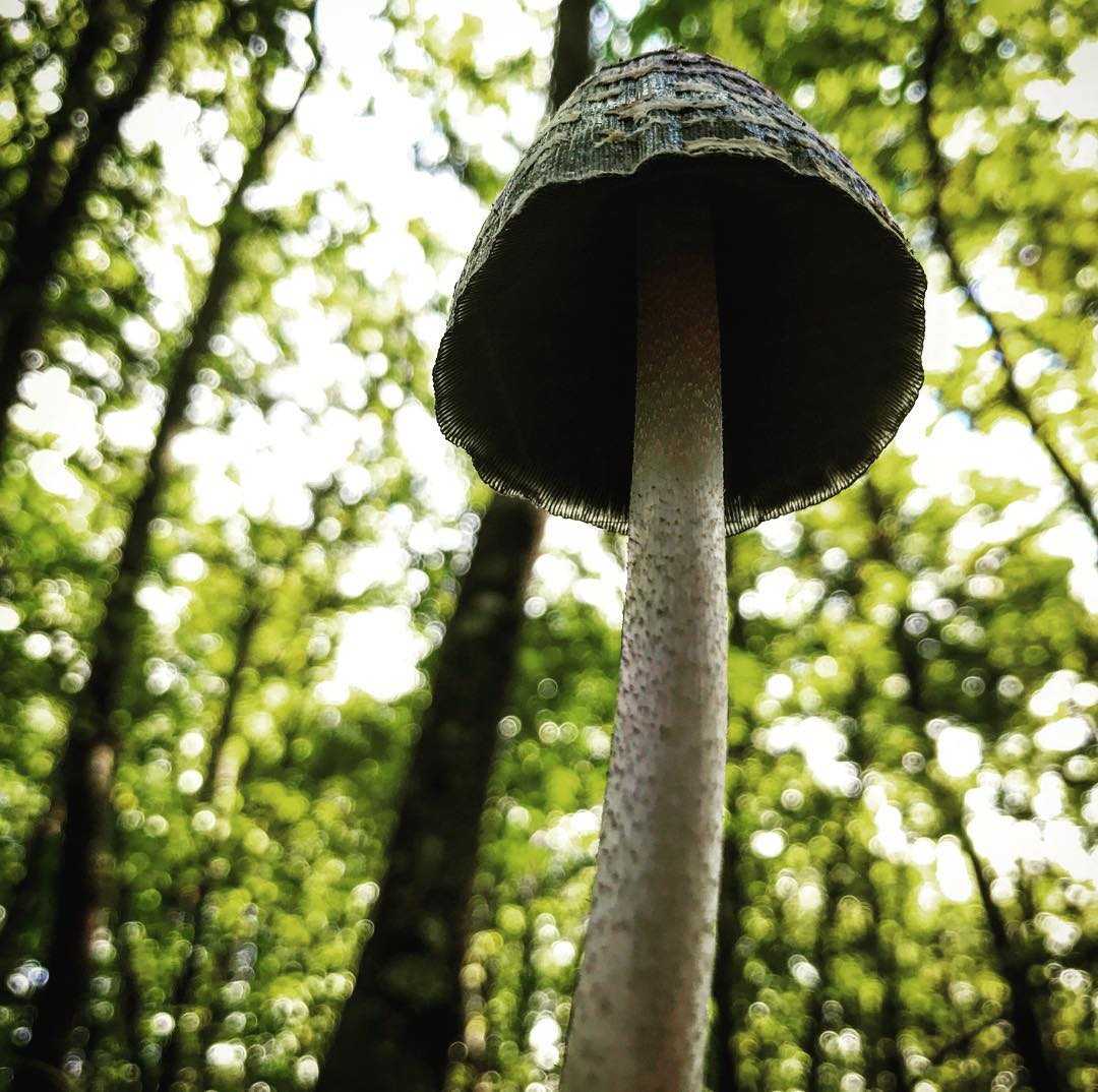 Навозник серый — гриб-чернила,  удивительный представитель лесного царства!