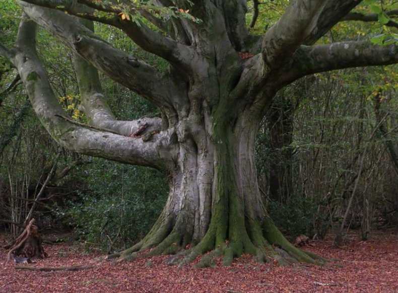 Дерево бук: важные тонкости выращивания