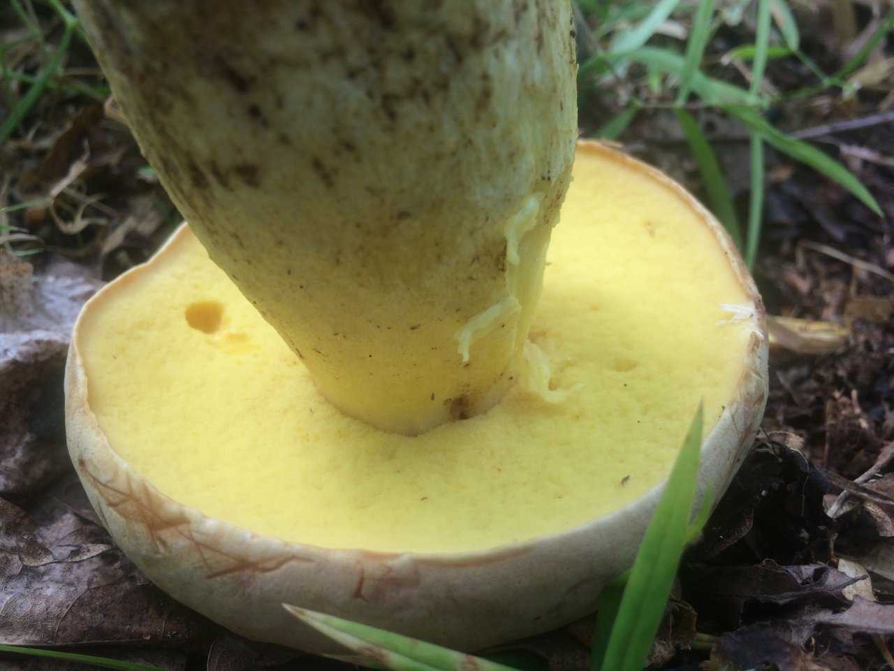 Бокальчик олла: фото и описание гриба, съедобность