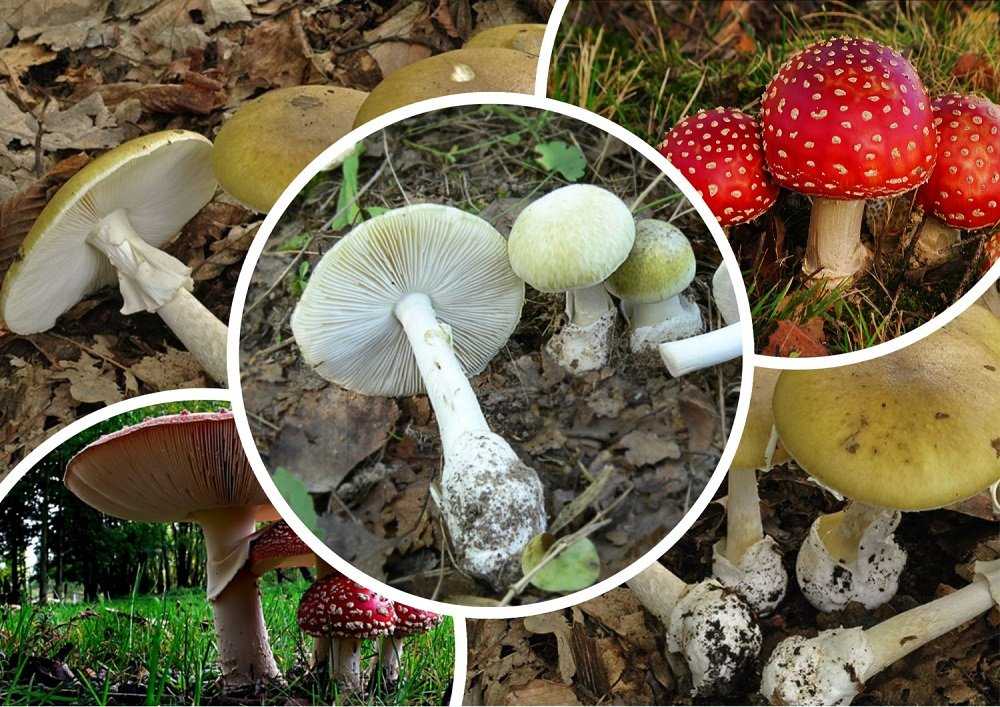 Серная голова: как выглядит гриб, где растет, можно ли есть, симптомы отравления