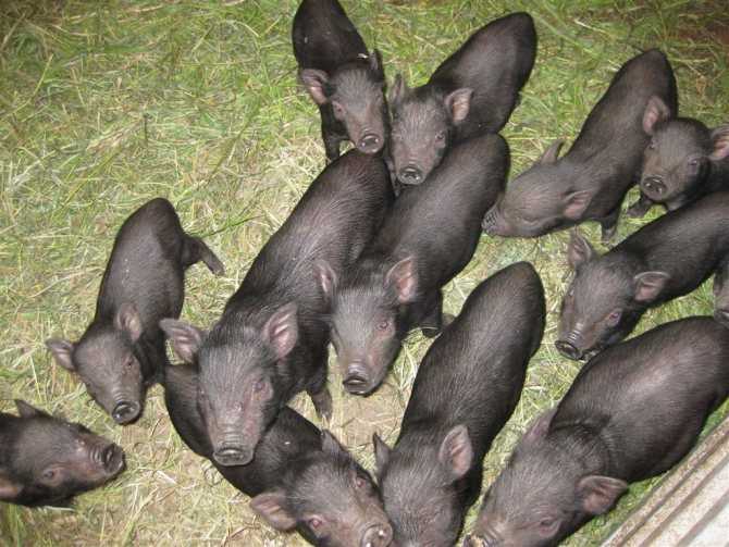 Вьетнамские свиньи: отзывы про содержание и разведение вислоухих поросят