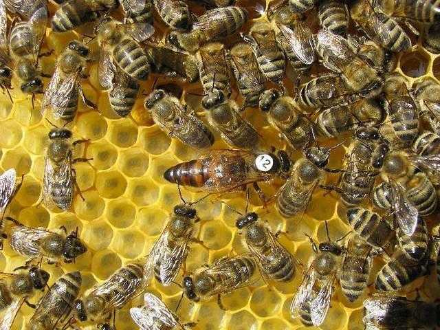 Пчелы карника: отзывы и замечания владельцев, плюсы и минусы породы
