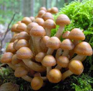 Опенок зимний - гриб фламулина: описание, фото, где растет