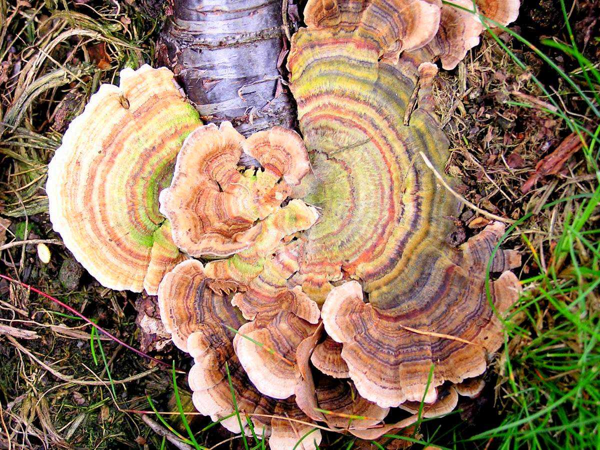 Траметес разноцветный – лечебный гриб