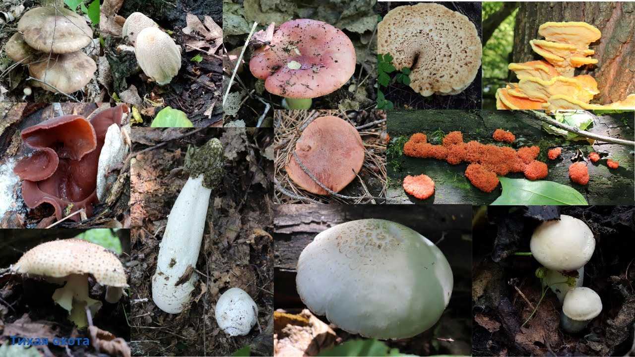 Опята в воронежской области, в воронеже в 2020 году: фото, где растут, где и когда собирать, грибные места