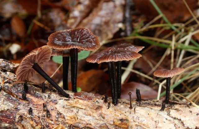 Сатанинский гриб: коварство и опасность ядовитого двойника боровика