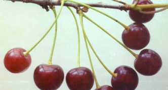 Описание войлочной вишни натали