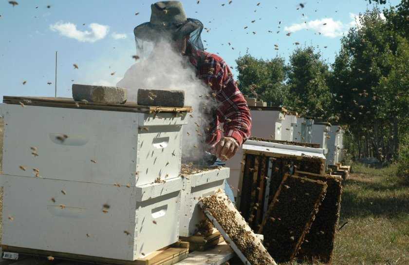 Промышленное пчеловодство в россии, финляндии, других странах