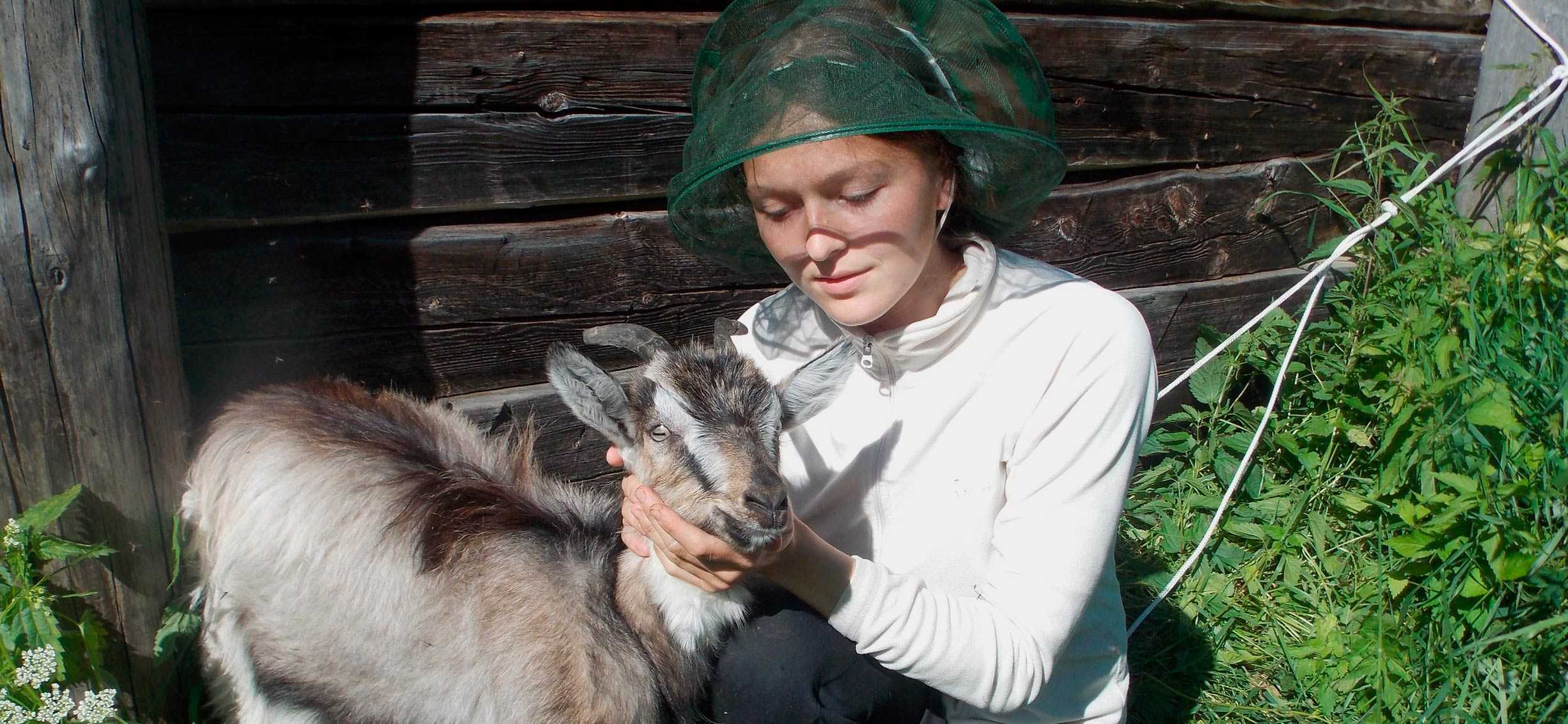 Придонская порода коз: описание, характеристики и все о содержании