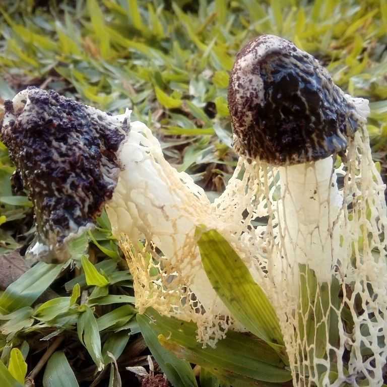 Сетконоска сдвоенная — описание, где растет, ядовитость гриба