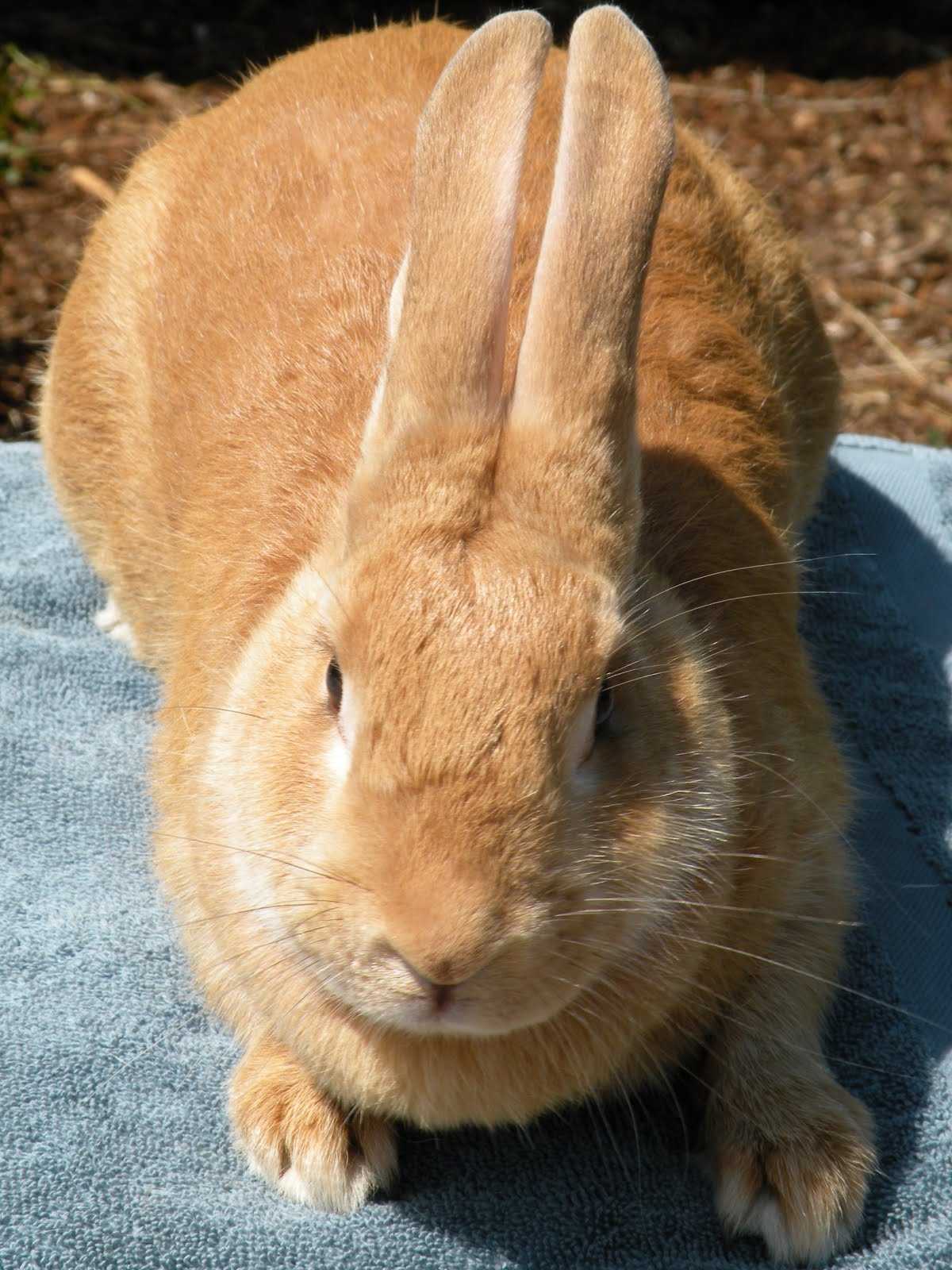 Кролики фландр - описание, виды, выбор, содержание, плюсы и минусы породы.