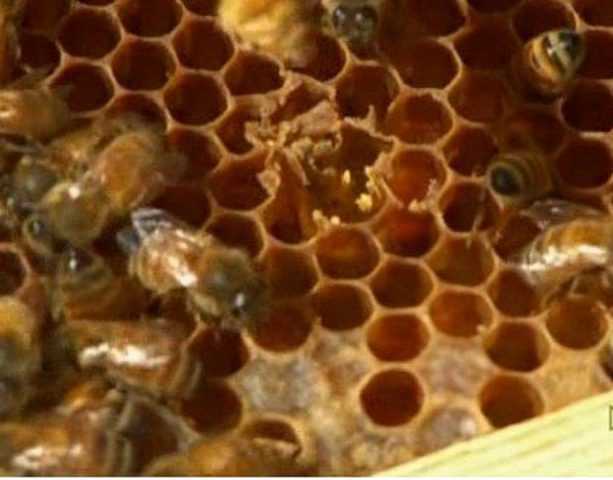 Профилактика пчел от заболеваний — медовая биржа