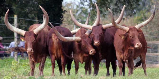 Внешний вид и характеристики диких быков и коров породы ватусси, разведение
