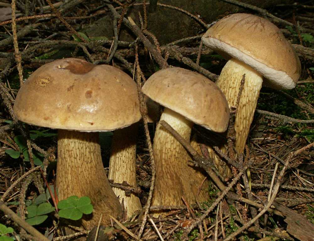 Желчный гриб (горчак): фото и описание, съедобный или нет