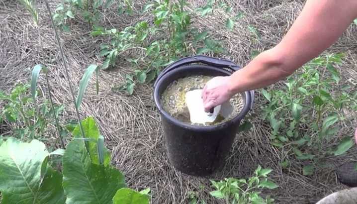Как разводить сухой куриный помет для подкормки растений