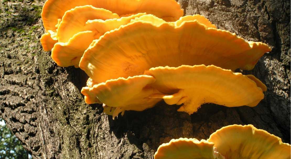 Съедобны ли дождевики грибы. дождевик съедобный (lycoperdon perlatum).
