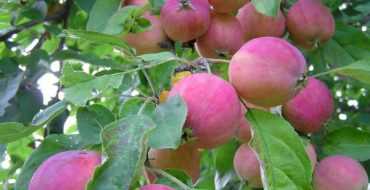 Описание сорта яблони Китайская золотая: фото яблок, важные характеристики, урожайность с дерева