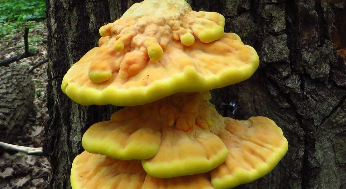 Трутовик серно-жёлтый или куриный гриб