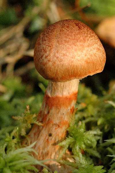 Паутинник фиолетовый – красивый краснокнижный гриб