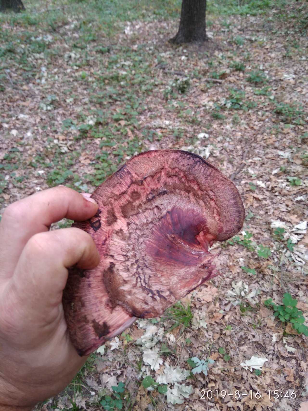 Печёночница обыкновенная, или тёщин язык: фото гриба