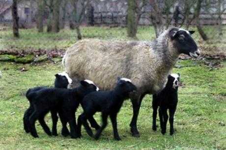 Катумские овцы — достоинства и продуктивность