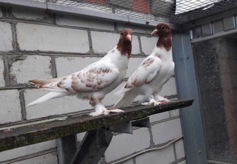 Внешний вид и особенности иранских голубей