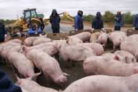 Африканская чума свиней - симптомы, лечение, меры борьбы