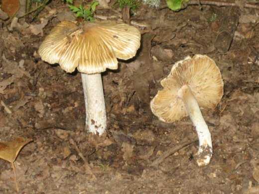 Волоконница патуйяра – самый опасный гриб рода