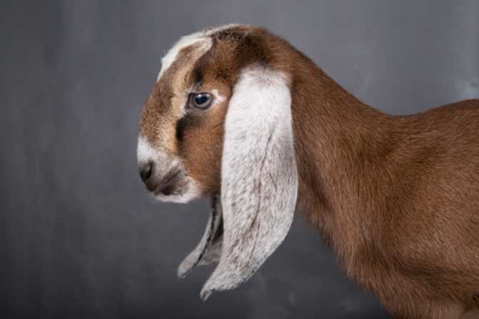Англо-нубийские козы: описание породы, содержание и уход